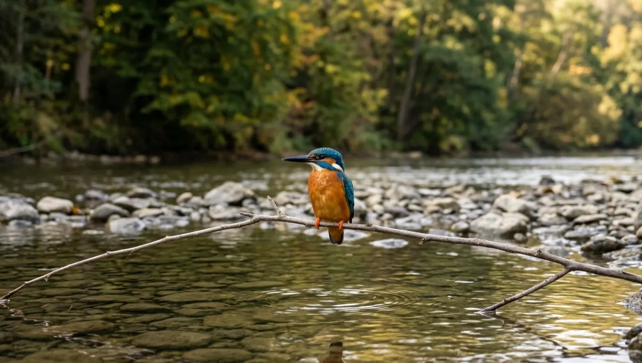 IJsvogel in de Ardennen: waar, geluid en herkenning