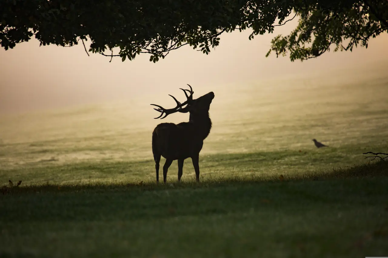 Burlende edelherten in de Ardennen: alles over de bronst & beste kijkplekken