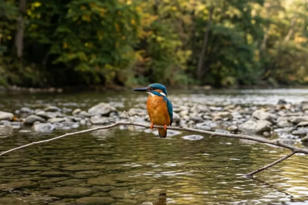 IJsvogel in de Ardennen: waar, geluid en herkenning